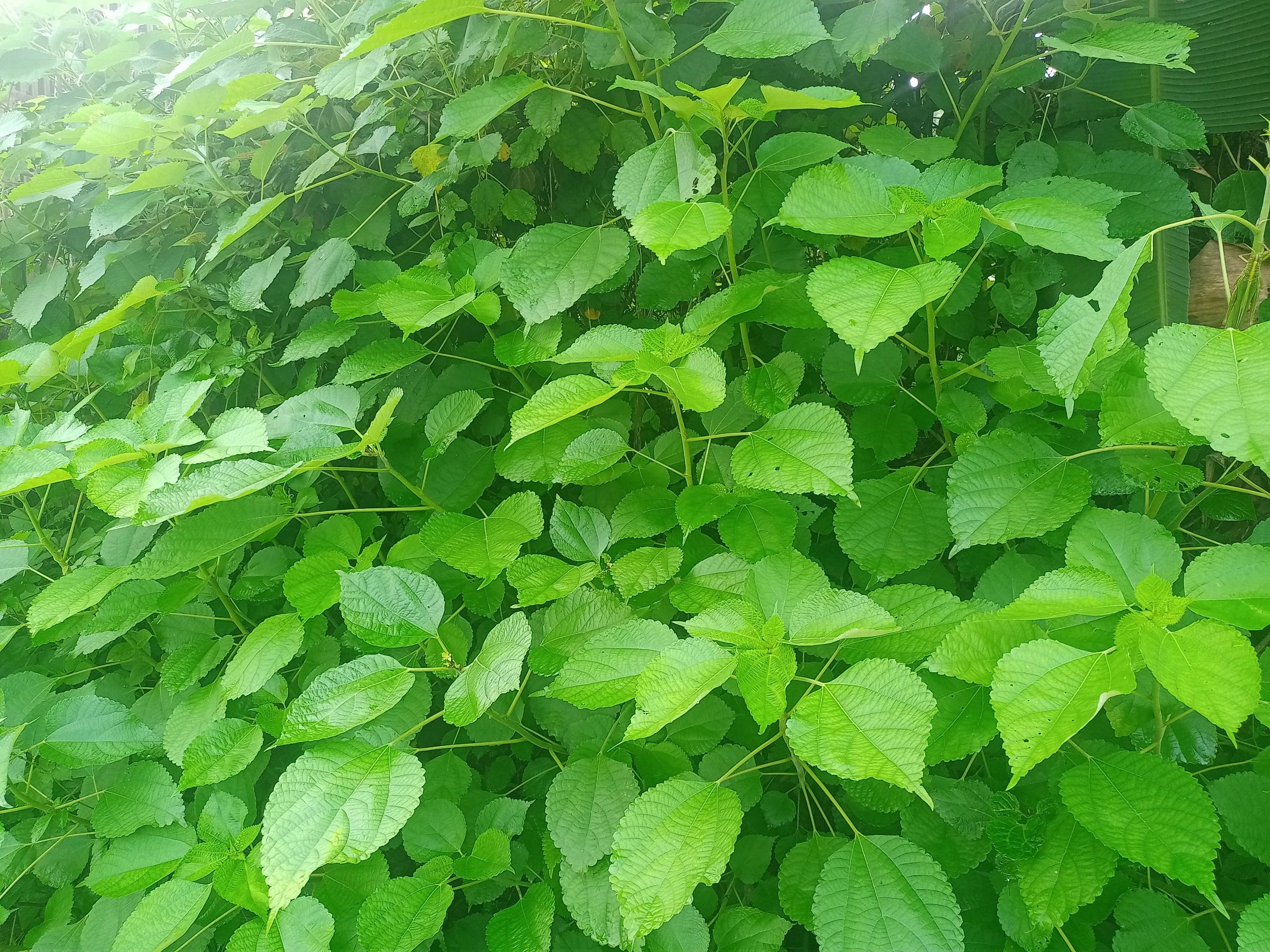 La-gai