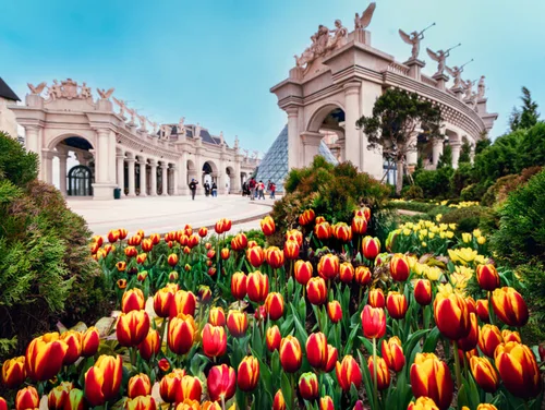 le-hoi-hoa-tulip