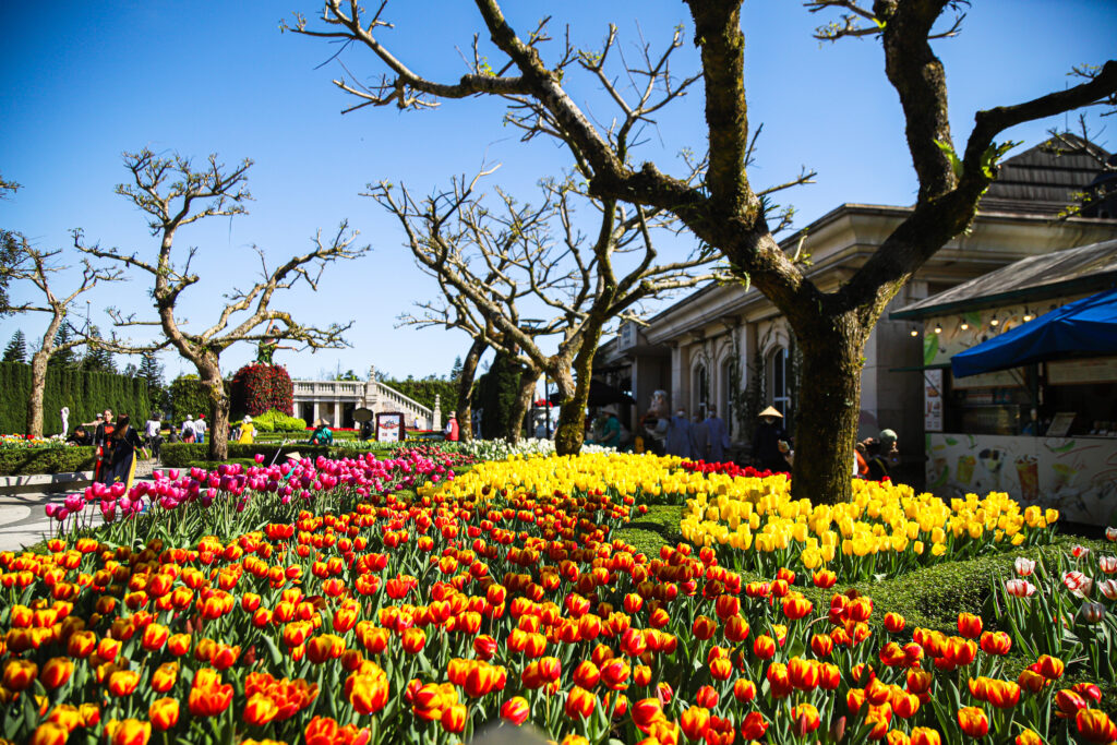 Hoa Tulip Bà Nà Hills