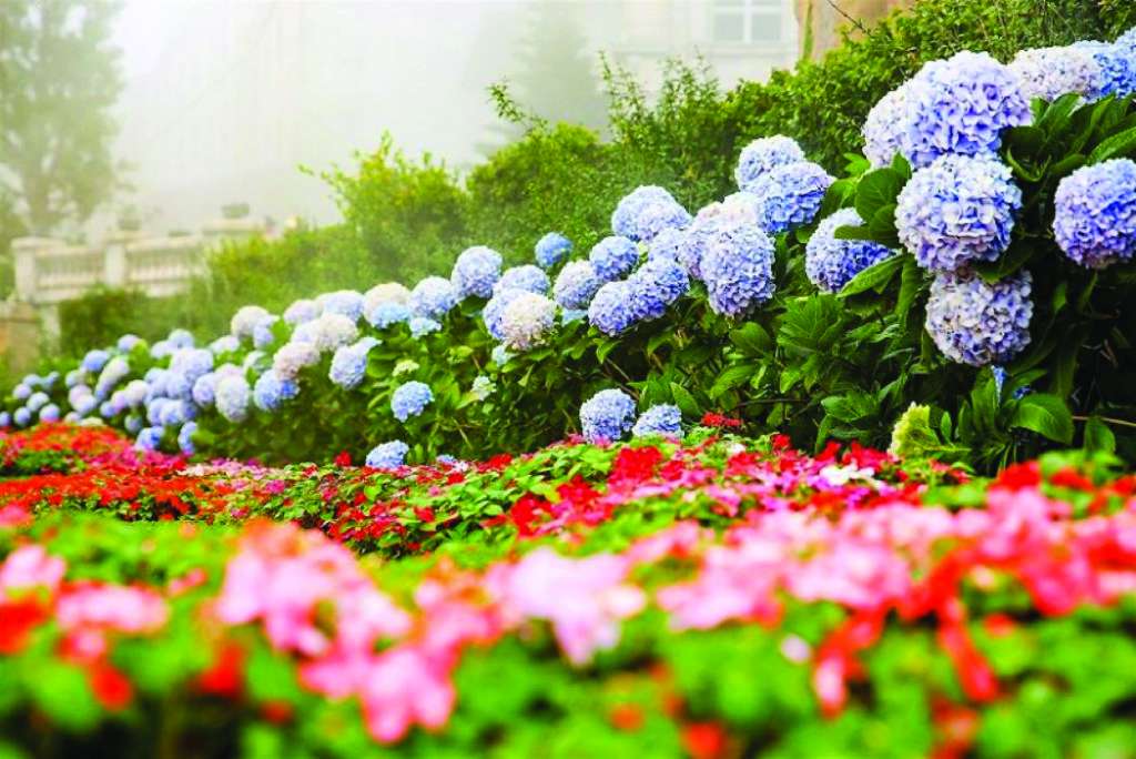 Hoa Cẩm Tú Cầu